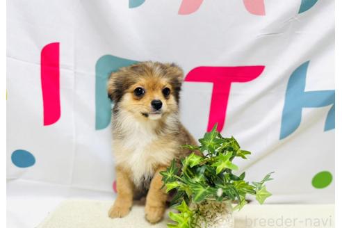 商談中の岐阜県のミックス犬-391060の10枚目