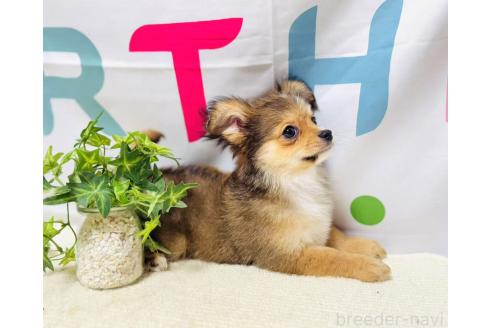 商談中の岐阜県のミックス犬-391060の9枚目