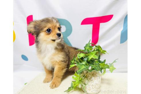 商談中の岐阜県のミックス犬-391060の3枚目