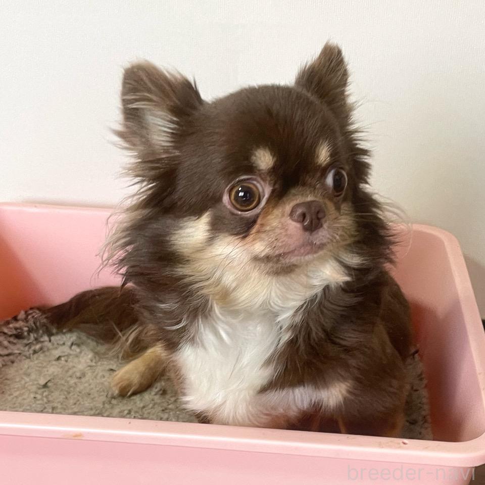 タリーズちゃん1枚目