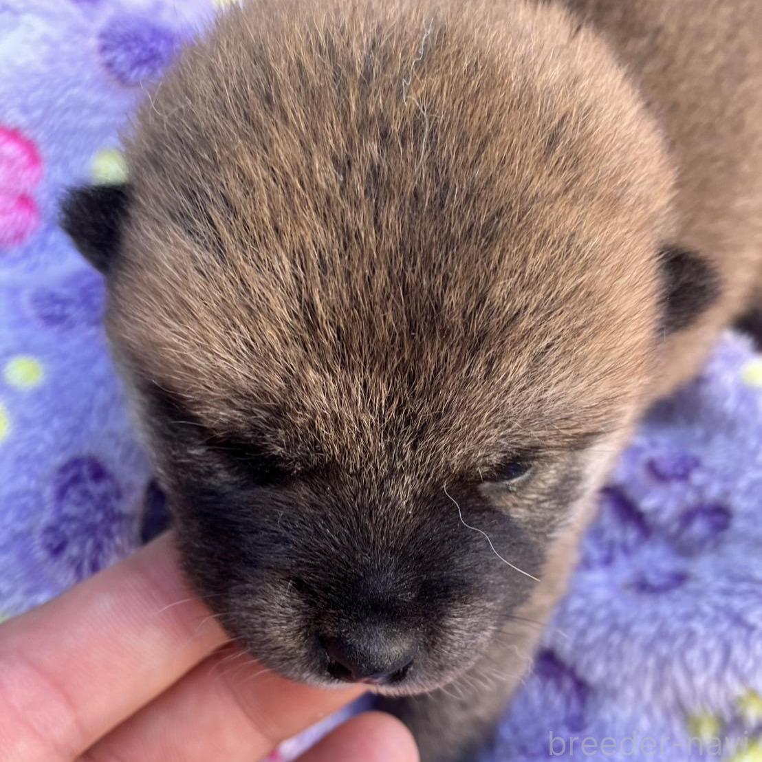販売中の静岡県の柴犬-395253の1枚目
