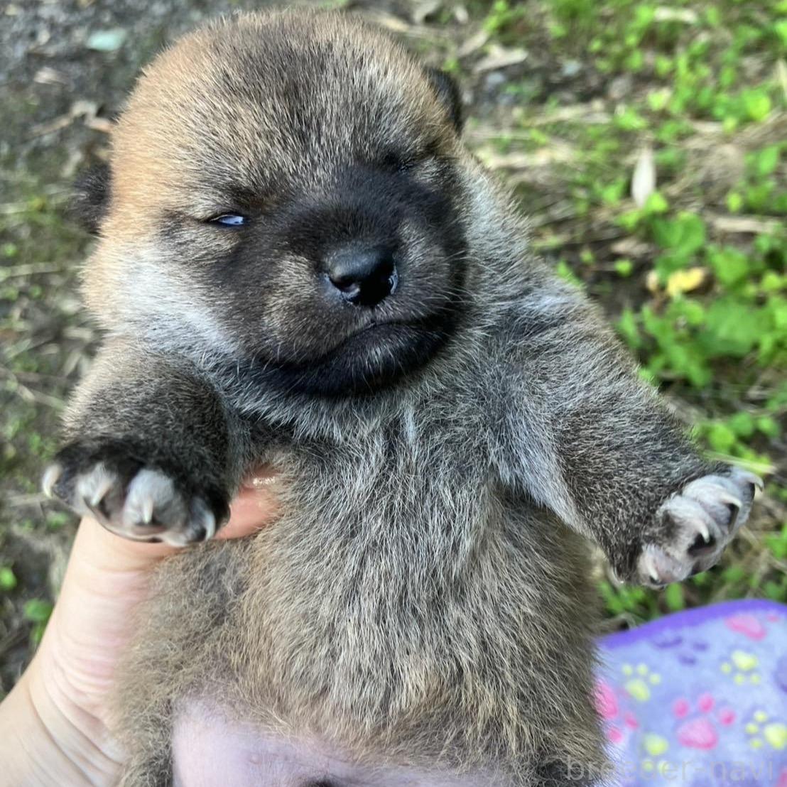 販売中の静岡県の柴犬-395253の5枚目