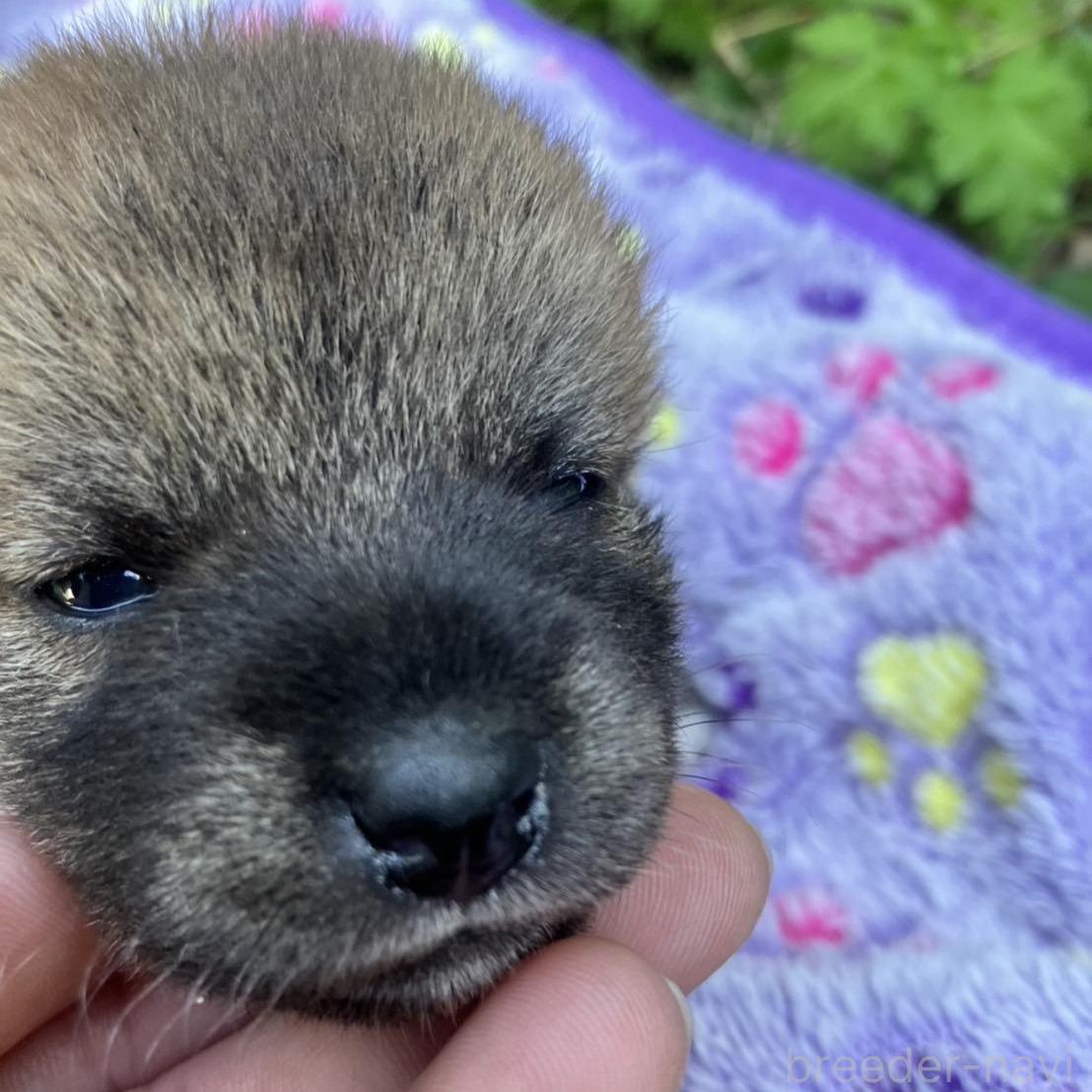 販売中の静岡県の柴犬-395253の4枚目