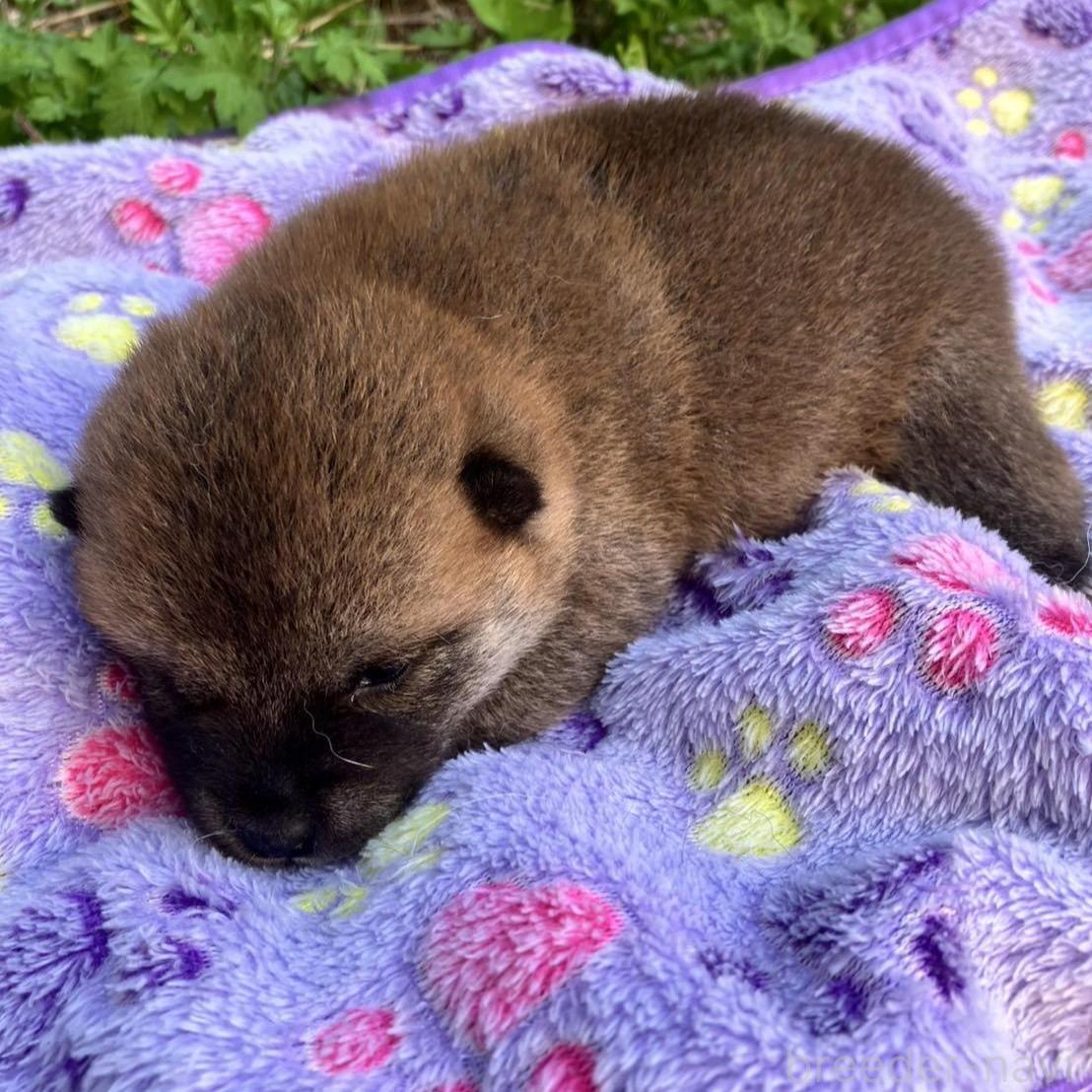販売中の静岡県の柴犬-395253の3枚目