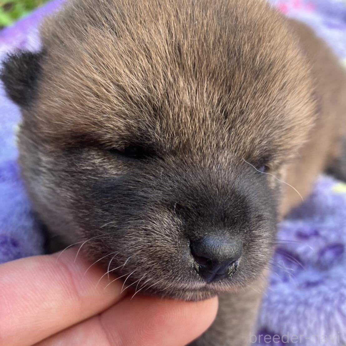販売中の静岡県の柴犬-395253の2枚目