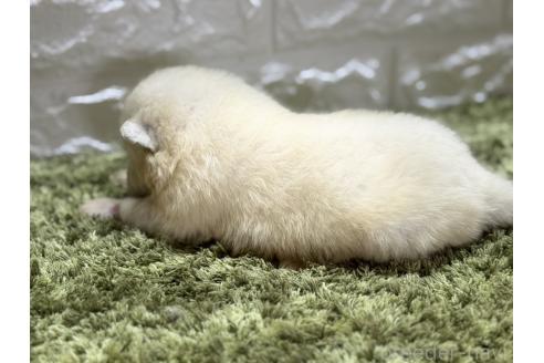 販売中の埼玉県のサモエド-395275の4枚目