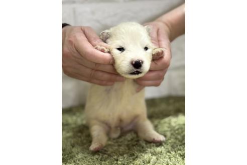 販売中の埼玉県のサモエド-395275の2枚目