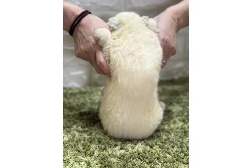 販売中の埼玉県のサモエド-395284の3枚目