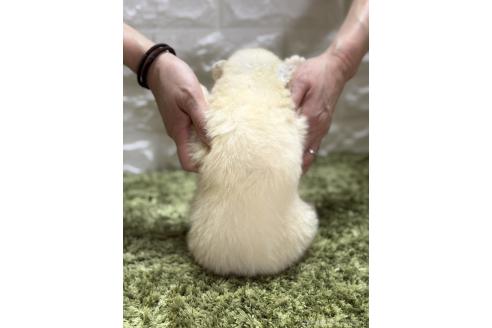 販売中の埼玉県のサモエド-395286の2枚目