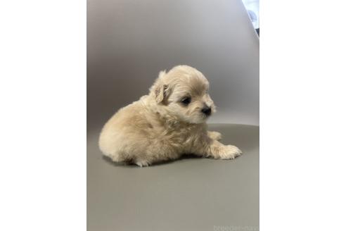 販売中の鹿児島県のマルプー:マルチーズ×トイプードル-395293の4枚目