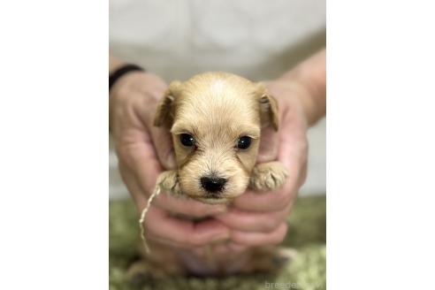 販売中の埼玉県のマルプー:マルチーズ×トイプードル-395295