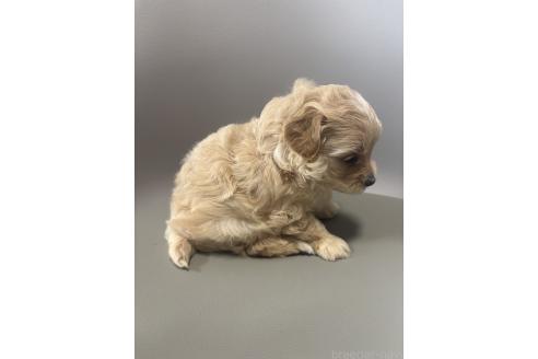 販売中の鹿児島県のマルプー:マルチーズ×トイプードル-395297の3枚目