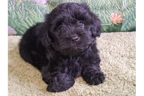 成約済の愛知県のミックス犬-389810の7枚目