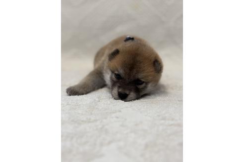 販売中の福岡県の豆柴-395310の7枚目