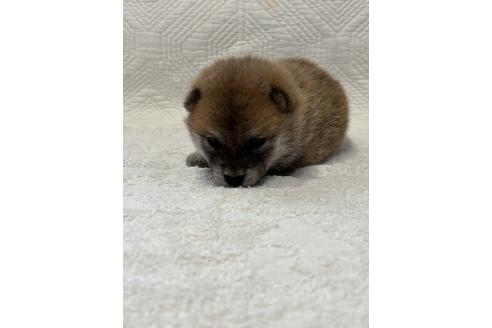 販売中の福岡県の豆柴-395310の2枚目
