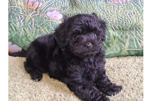 販売中の愛知県のミックス犬-389805の28枚目