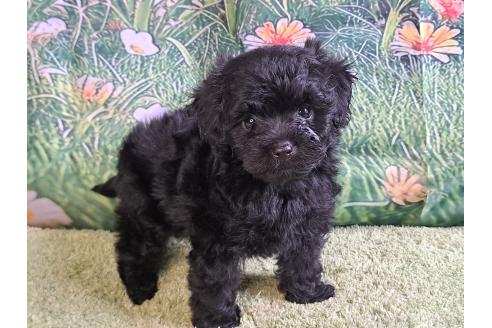 販売中の愛知県のミックス犬-389805の25枚目