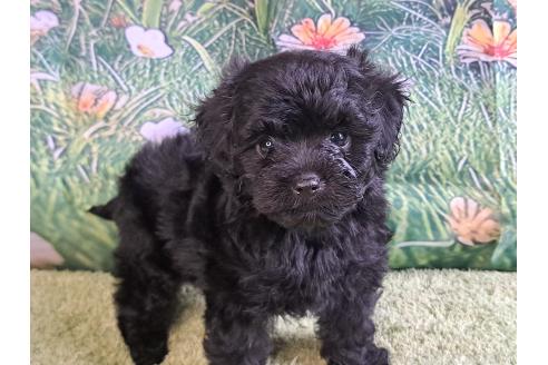 販売中の愛知県のミックス犬-389805の24枚目
