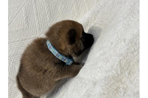 販売中の福岡県の柴犬-395320の9枚目