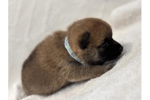 販売中の福岡県の柴犬-395320の8枚目