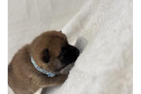 販売中の福岡県の柴犬-395320の7枚目