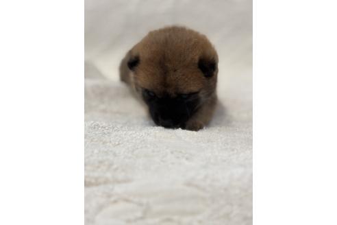 販売中の福岡県の柴犬-395320の6枚目