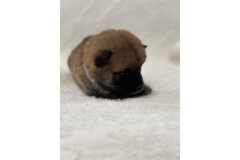 販売中の福岡県の柴犬-395320の5枚目