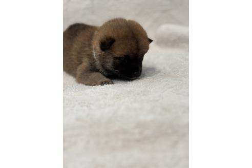 販売中の福岡県の柴犬-395320の3枚目