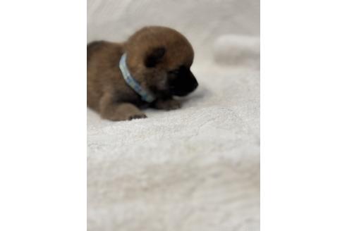 販売中の福岡県の柴犬-395320の2枚目