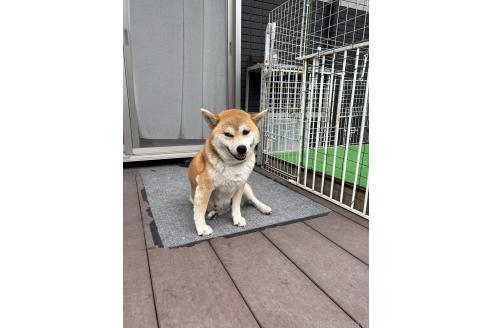 さくらちゃん1枚目