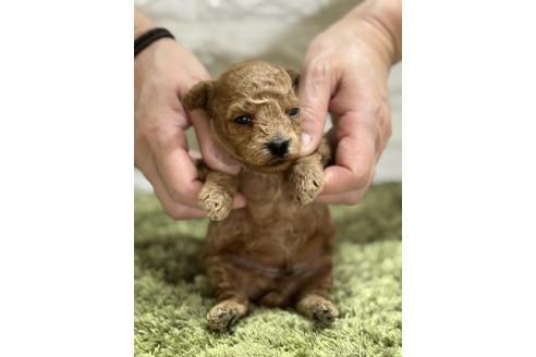 販売中の埼玉県のトイプードル-395321の3枚目