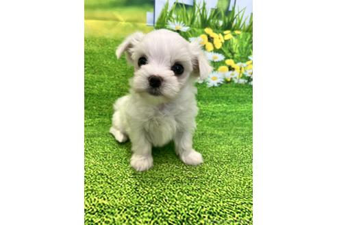 販売中の栃木県のマルチーズ-395327の1枚目