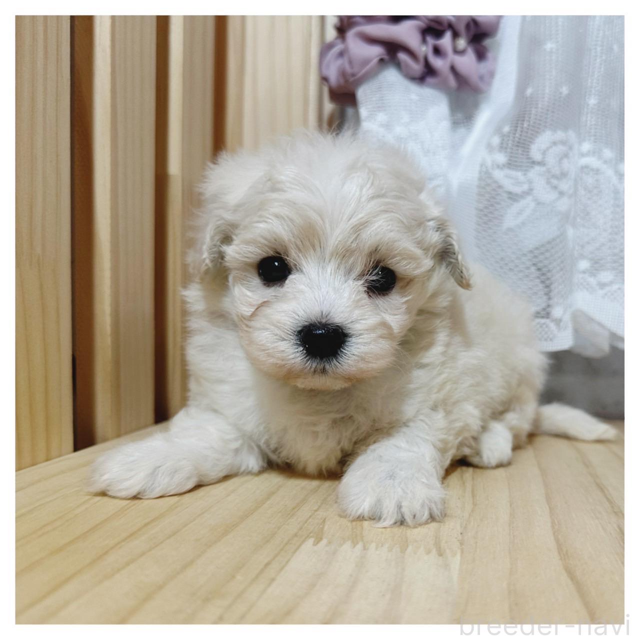 販売中の長野県のマルプー:マルチーズ×トイプードル-395331