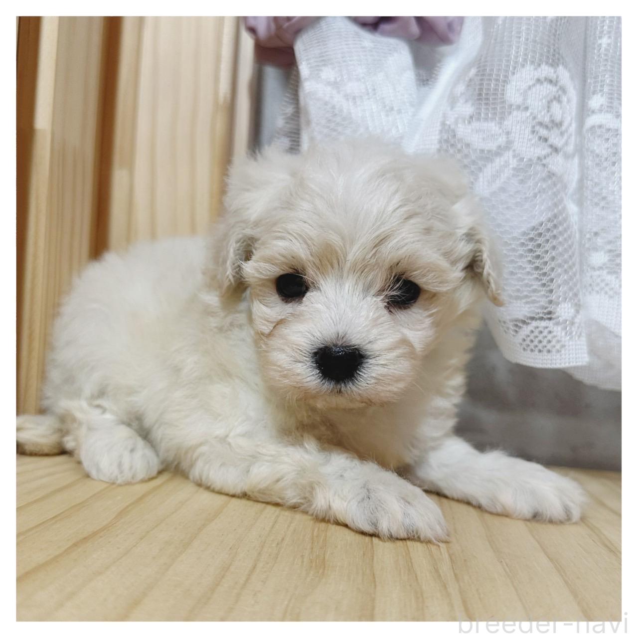 販売中の長野県のマルプー:マルチーズ×トイプードル-395331の5枚目