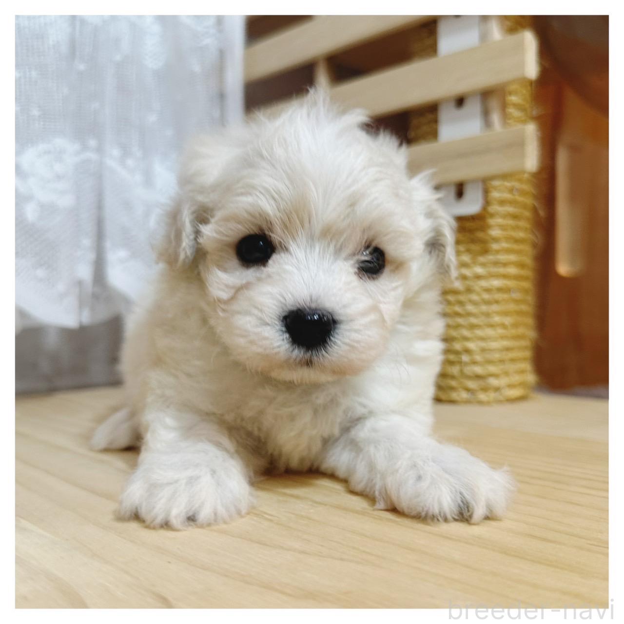 販売中の長野県のマルプー:マルチーズ×トイプードル-395331の4枚目