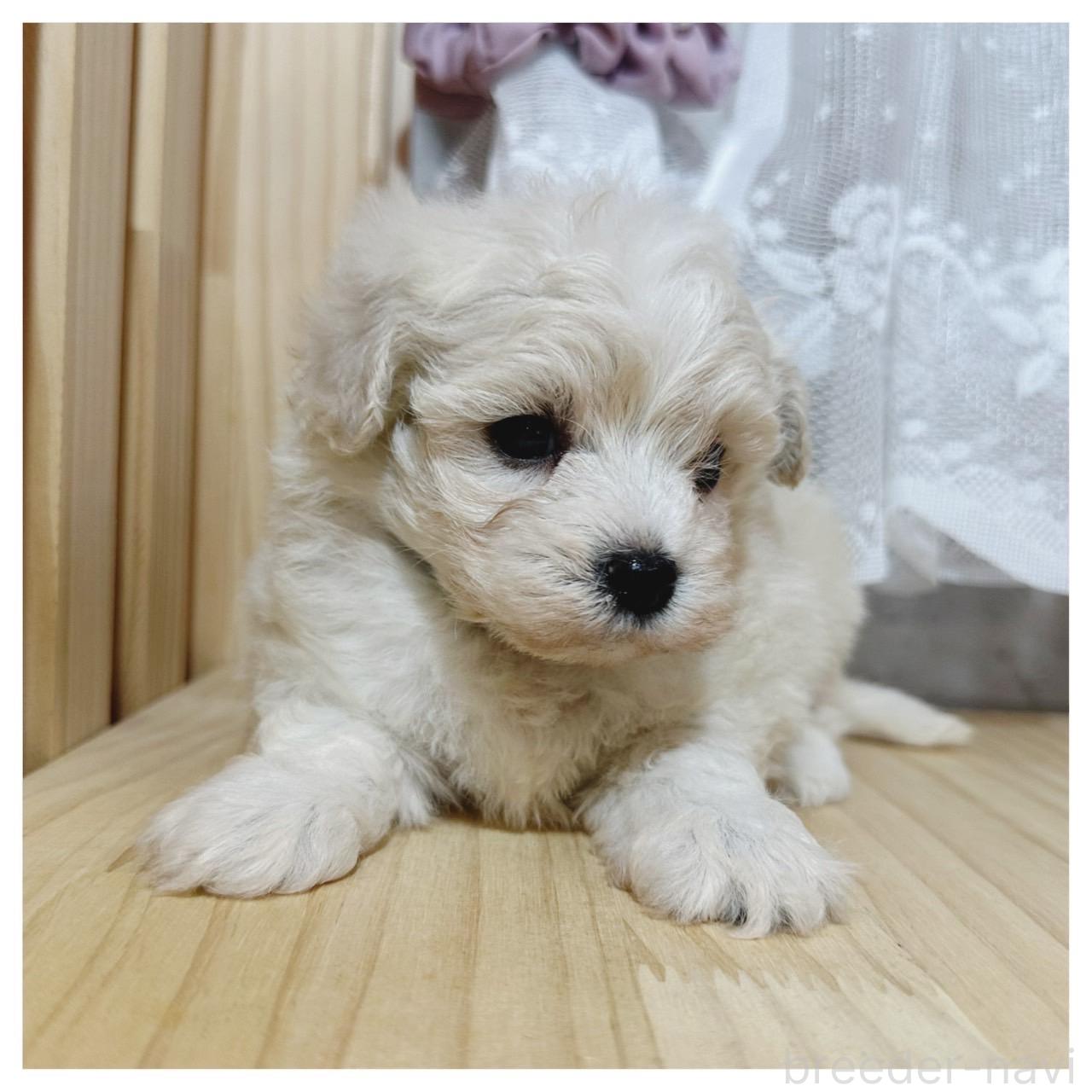 販売中の長野県のマルプー:マルチーズ×トイプードル-395331の3枚目