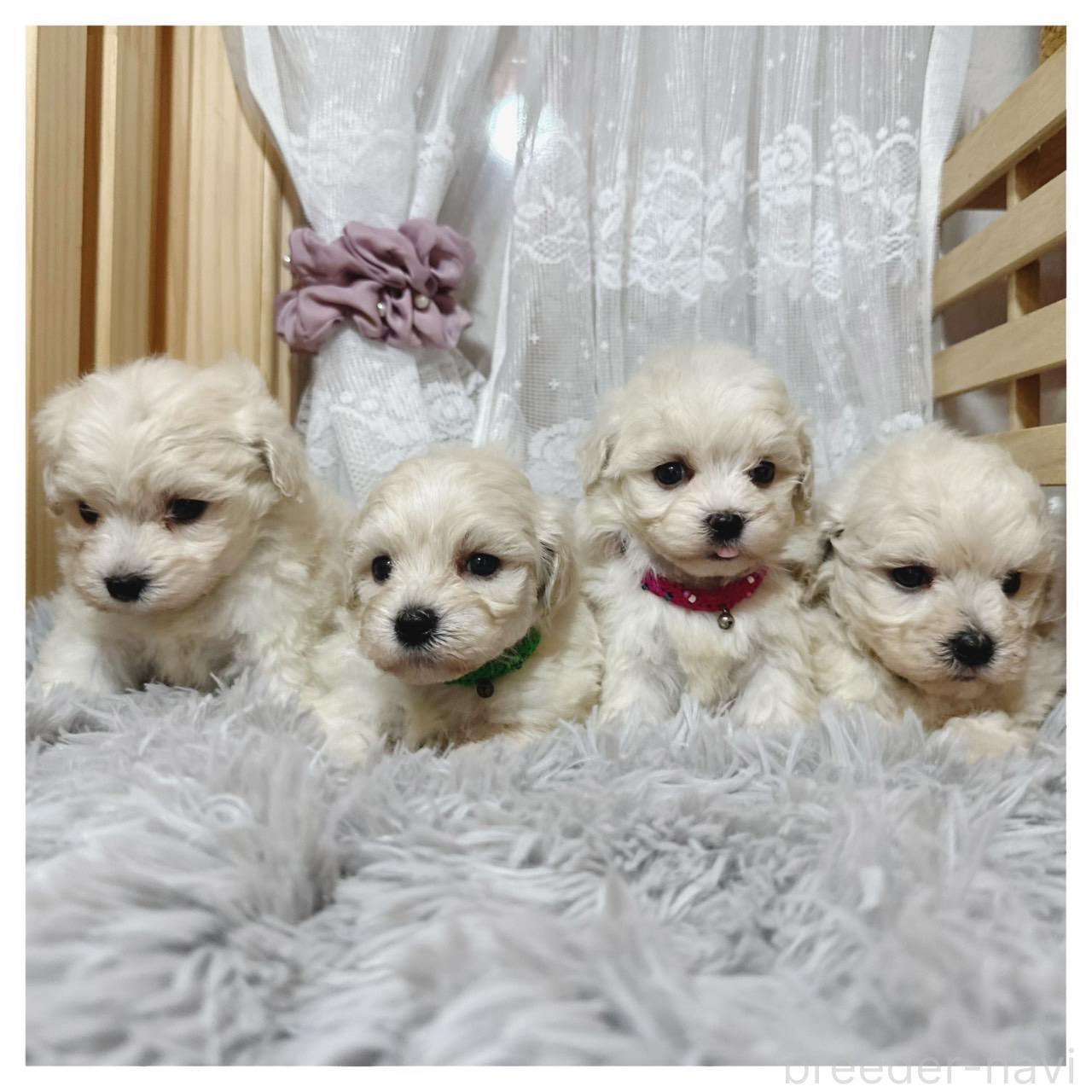 販売中の長野県のマルプー:マルチーズ×トイプードル-395332の7枚目