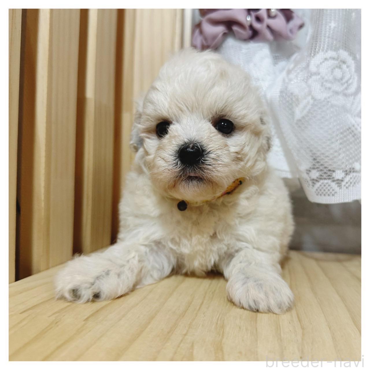 販売中の長野県のマルプー:マルチーズ×トイプードル-395332