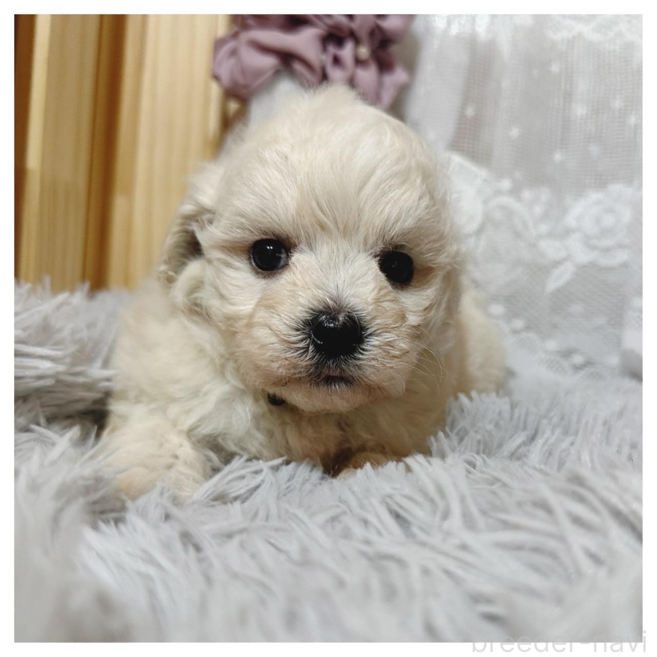 販売中の長野県のマルプー:マルチーズ×トイプードル-395332の5枚目