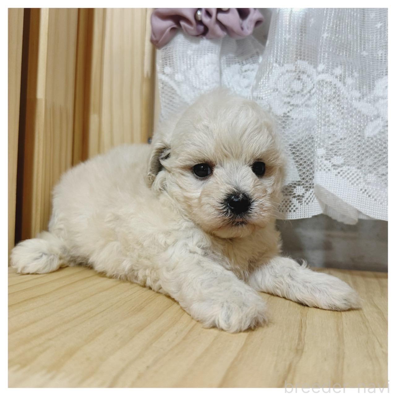 販売中の長野県のマルプー:マルチーズ×トイプードル-395332の4枚目
