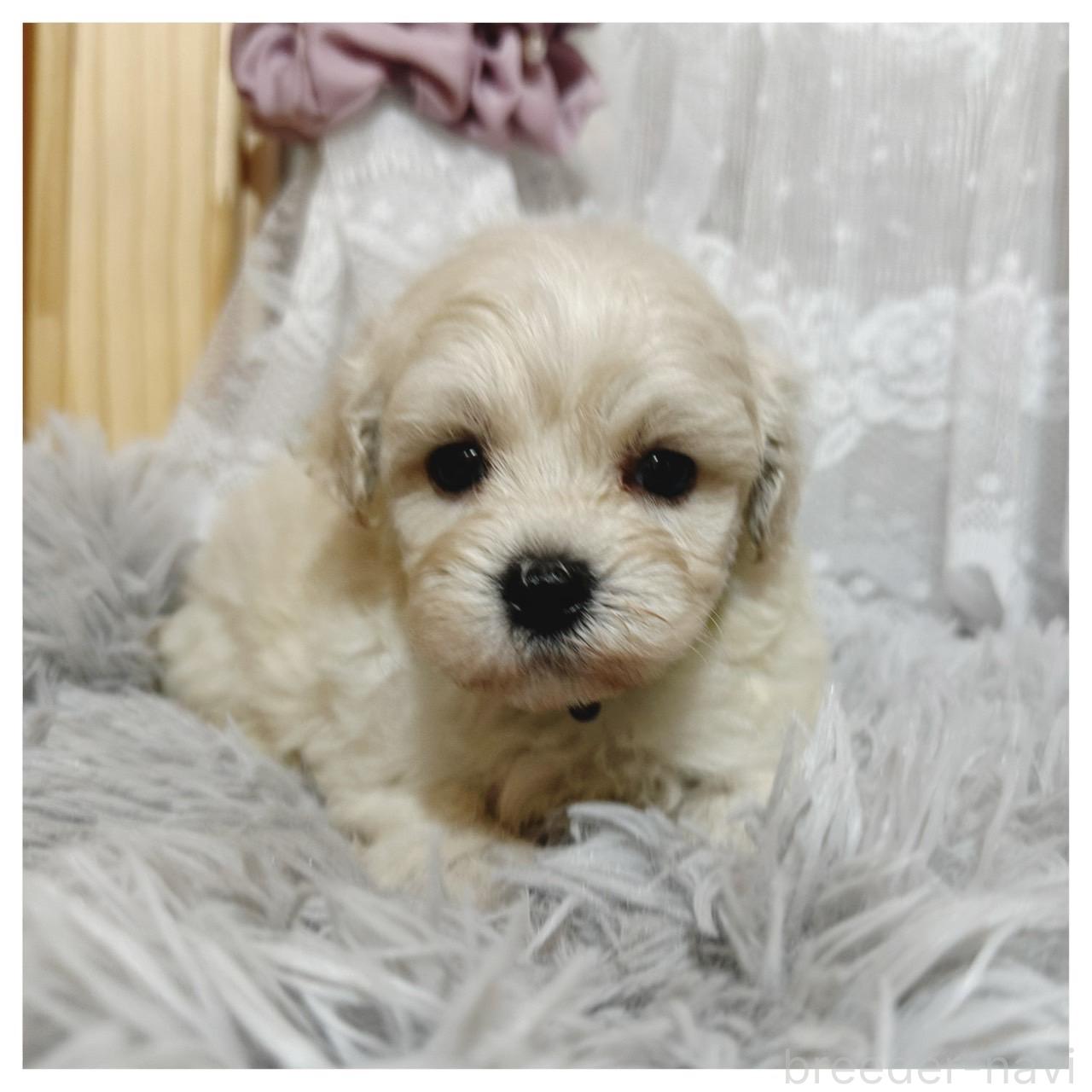 販売中の長野県のマルプー:マルチーズ×トイプードル-395334の7枚目
