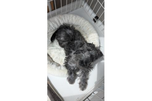 販売中の北海道のミックス犬-381939の9枚目