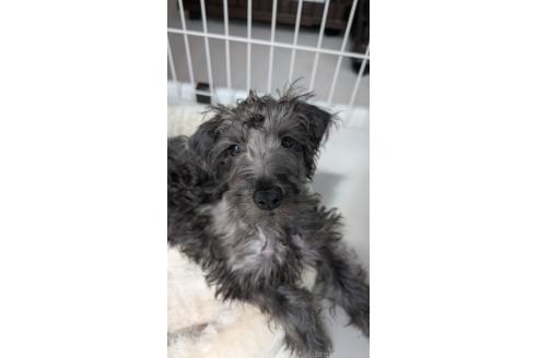 販売中の北海道のミックス犬-381939の8枚目