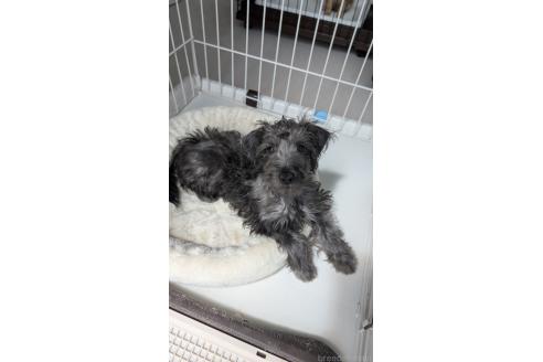 販売中の北海道のミックス犬-381939の7枚目