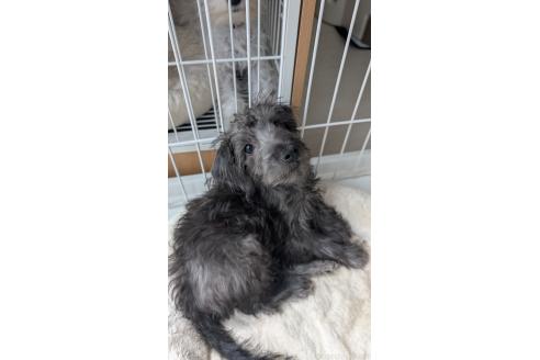 販売中の北海道のミックス犬-381939の6枚目