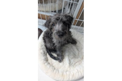 販売中の北海道のミックス犬-381939の5枚目