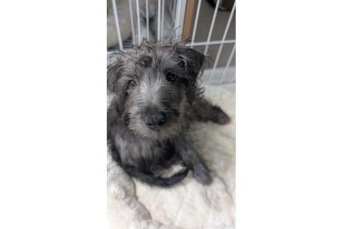 販売中の北海道のミックス犬-381939の4枚目