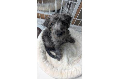 販売中の北海道のミックス犬-381939の3枚目