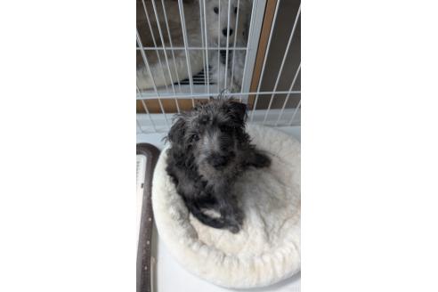 販売中の北海道のミックス犬-381939の2枚目