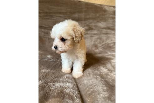 販売中の福岡県のミックス犬-395358の6枚目
